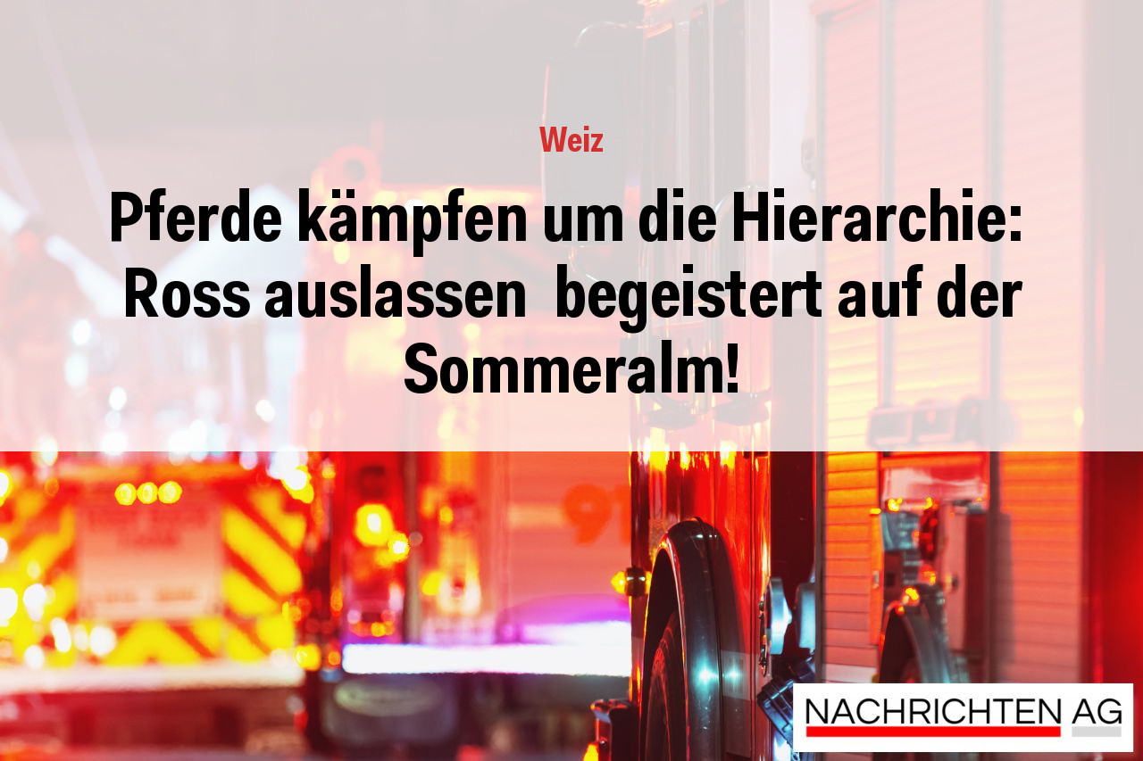 Pferde kämpfen um die Hierarchie:  Ross auslassen  begeistert auf der Sommeralm!