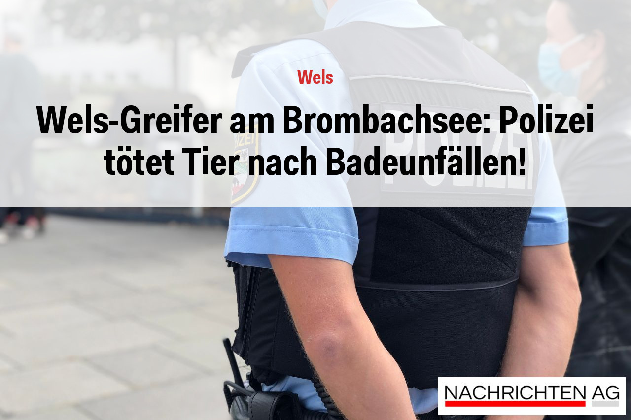 Wels-Greifer am Brombachsee: Polizei tötet Tier nach Badeunfällen!