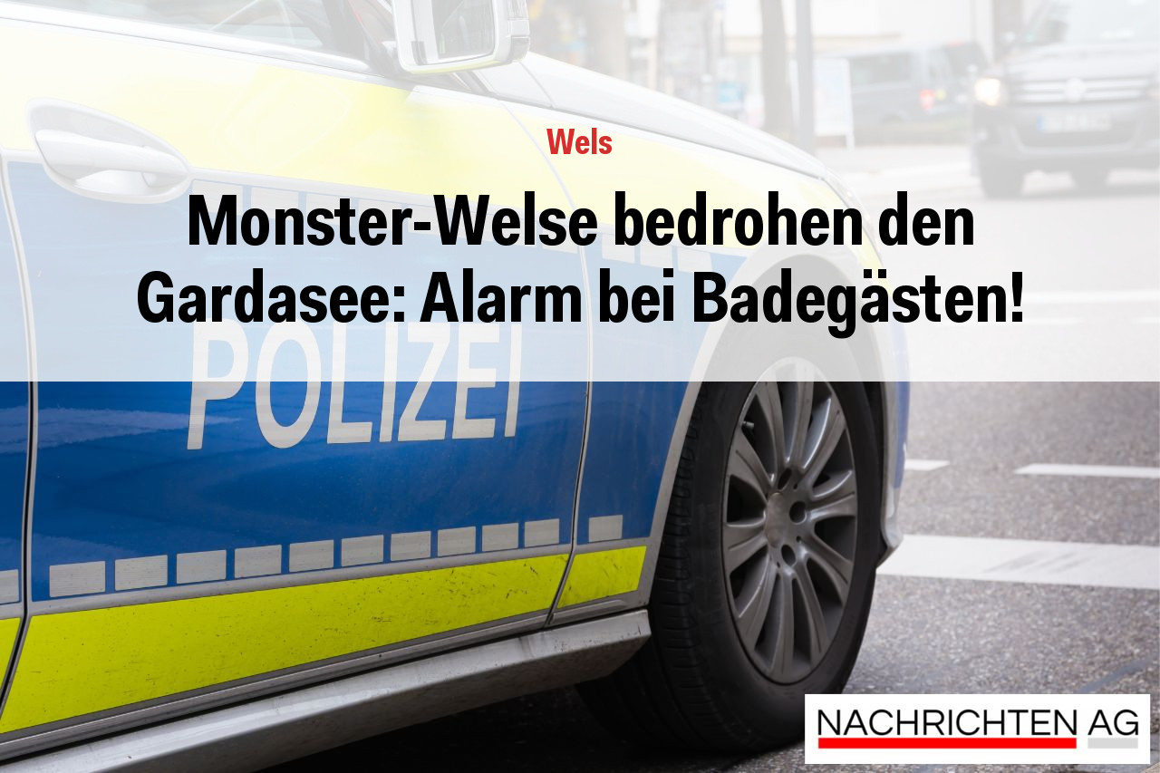 Monster-Welse bedrohen den Gardasee: Alarm bei Badegästen!